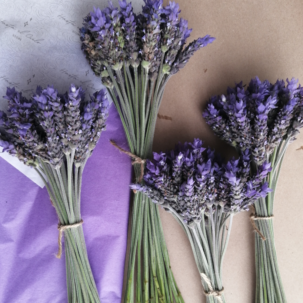 Lavanda Fresca