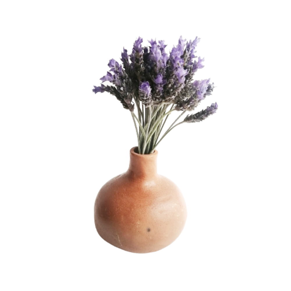 Lavanda Fresca
