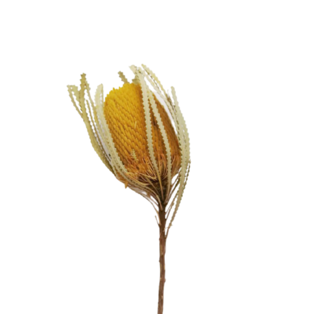 Banksia
