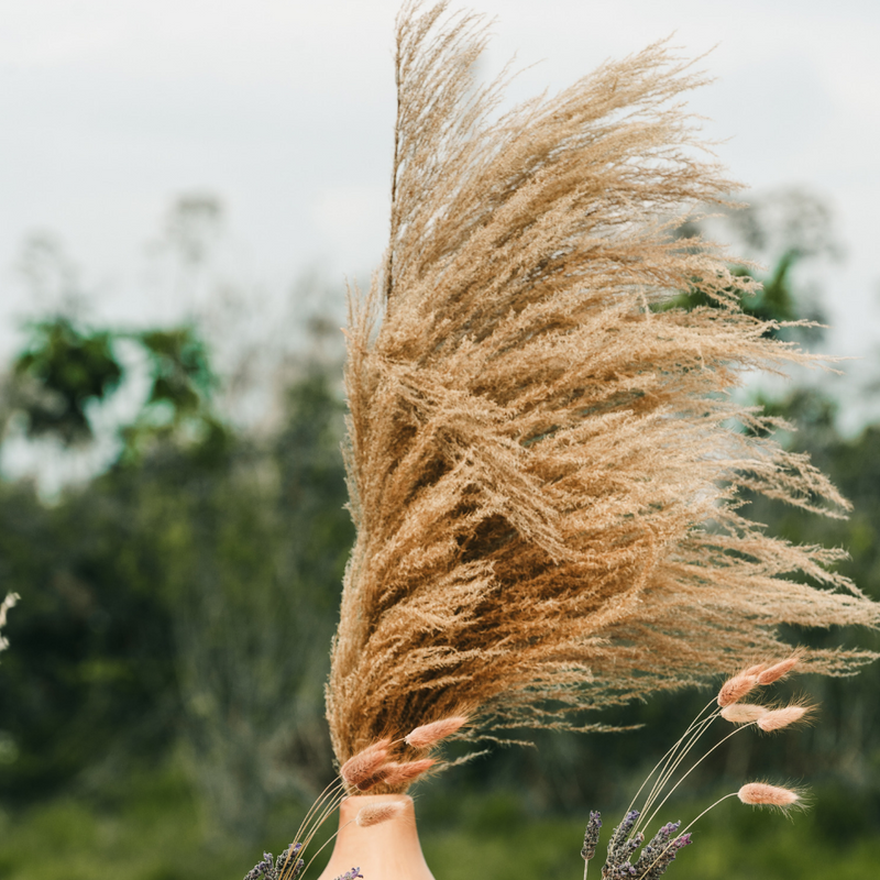 Wild Pampas Grass