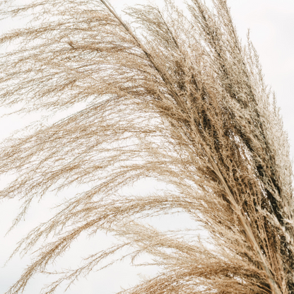 Wild Pampas Grass
