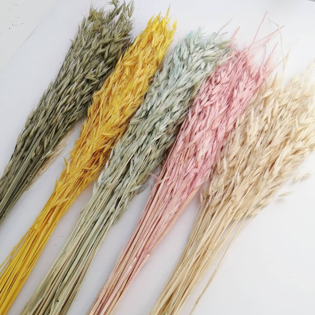Avena (Variante 1)