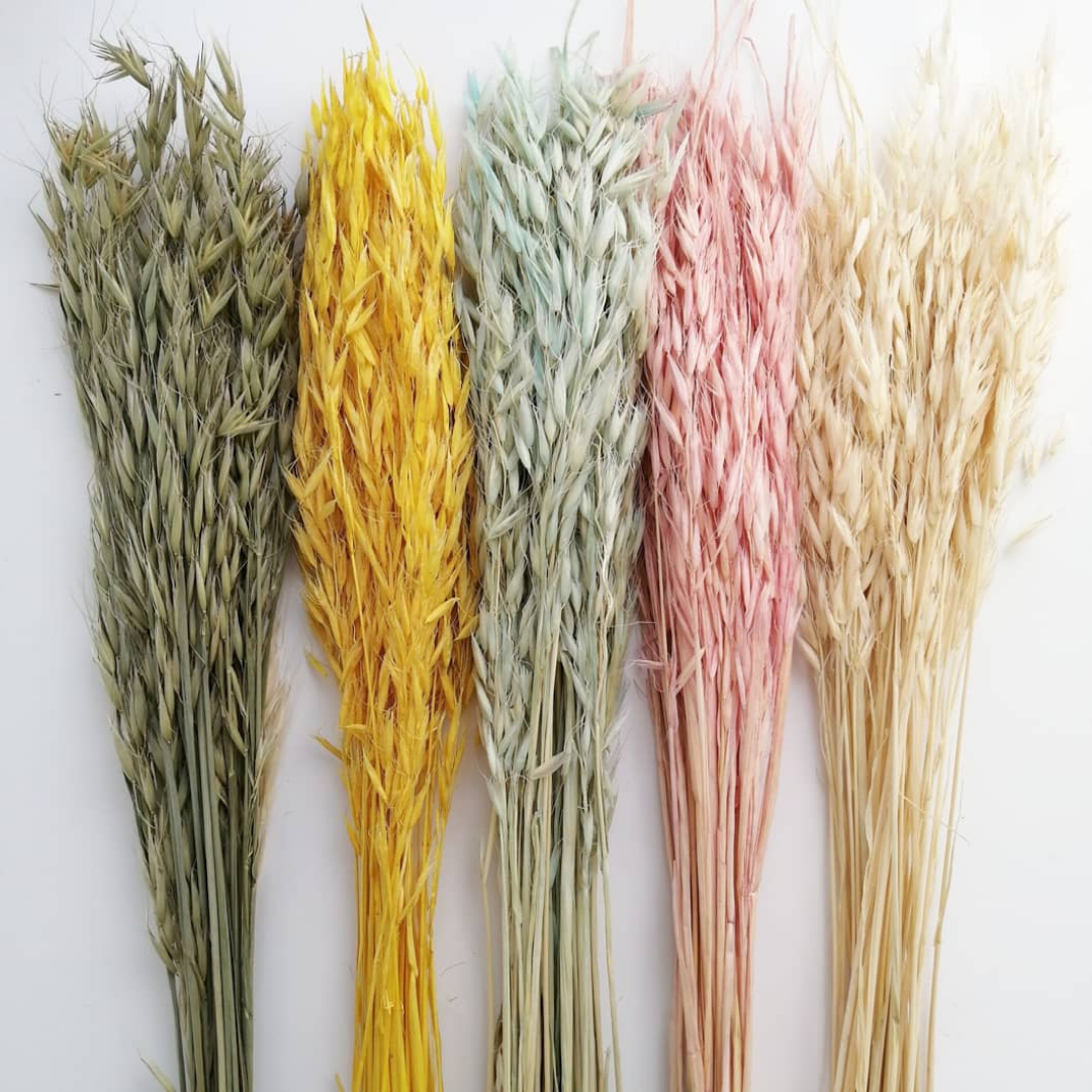 Avena (Variante 1)