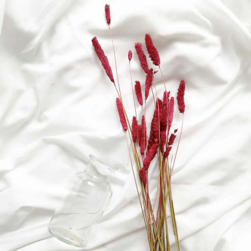 Nature Grass