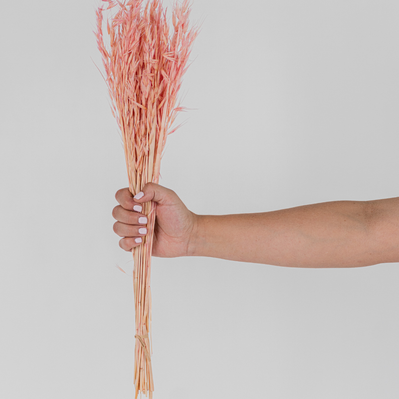 Oats (Variant 1)