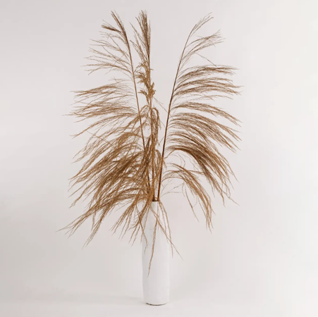 Wild Pampas Grass