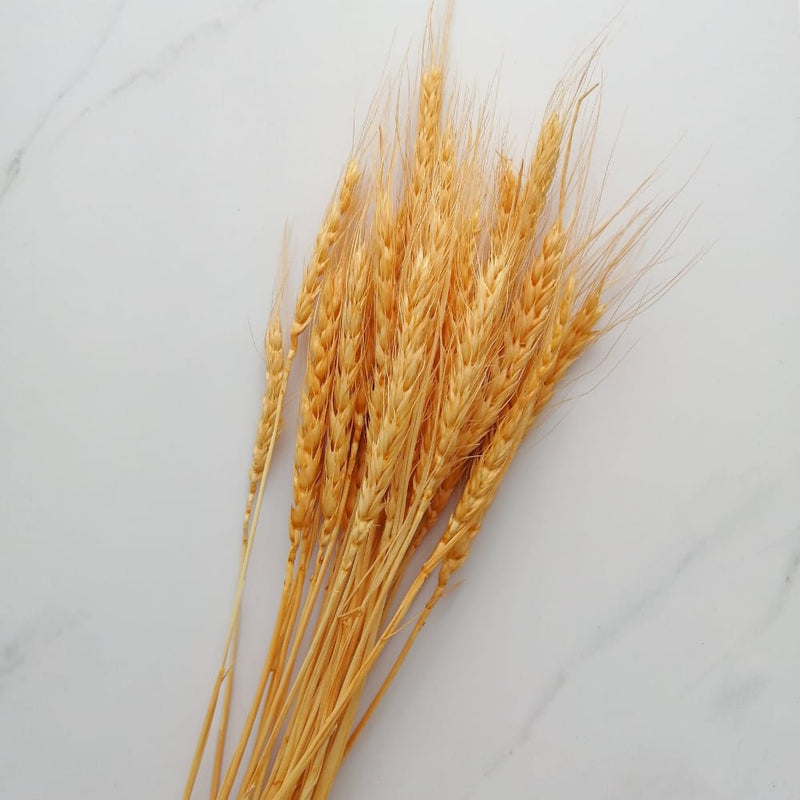 Wheat Color
